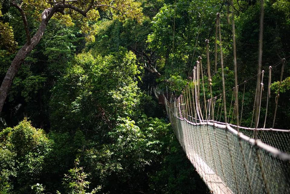 canopy-walk